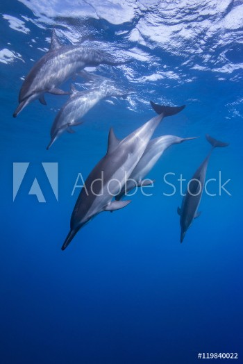 Picture of Spinner Dolphins Diving